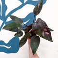 Philodendron erubescens 'Pink Princess Marble' - Sprouts of Bristol