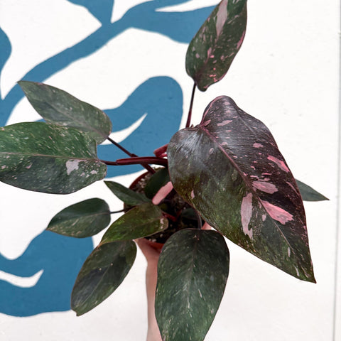 Philodendron erubescens 'Pink Princess Marble' - Sprouts of Bristol