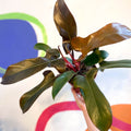 Philodendron 'Florida Bronze' - Sprouts of Bristol