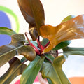 Philodendron 'Florida Bronze' - Sprouts of Bristol