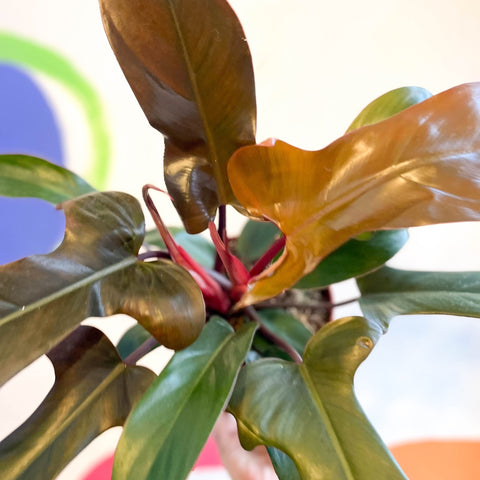 Philodendron 'Florida Bronze' - Sprouts of Bristol