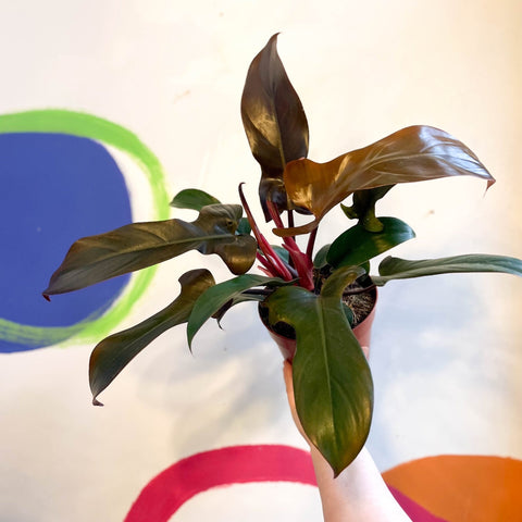 Philodendron 'Florida Bronze' - Sprouts of Bristol
