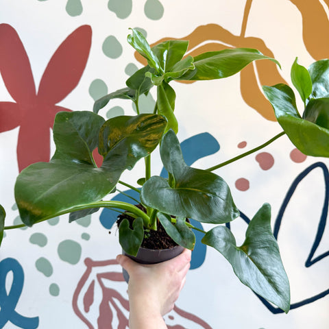 Philodendron goeldii 'Fun Bun' - Thaumatophyllum spruceanum - Sprouts of Bristol
