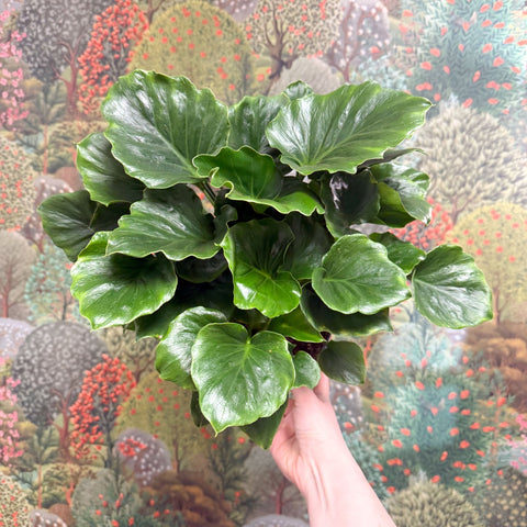 Philodendron ‘Grizzly’ - Sprouts of Bristol