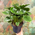 Philodendron ‘Grizzly’ - Sprouts of Bristol