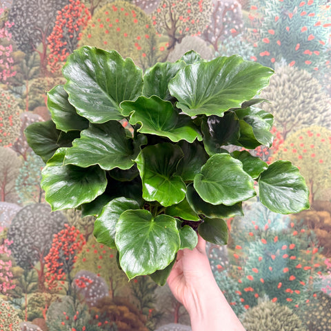 Philodendron ‘Grizzly’ - Sprouts of Bristol