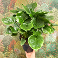 Philodendron ‘Grizzly’ - Sprouts of Bristol