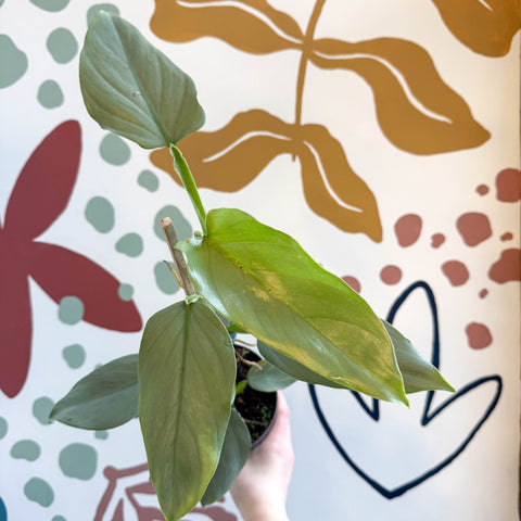 Philodendron hastatum 'Silver Queen' - Sprouts of Bristol