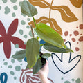 Philodendron hastatum 'Silver Queen' - Sprouts of Bristol