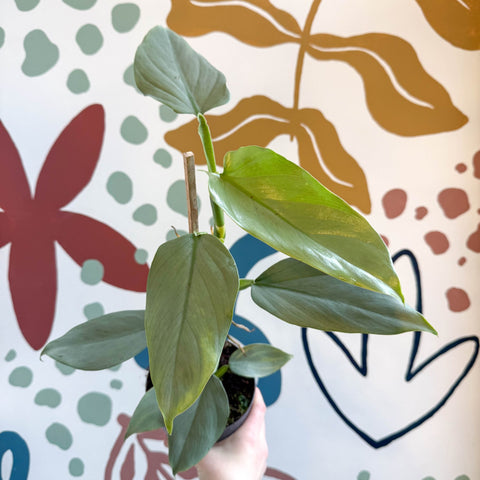 Philodendron hastatum 'Silver Queen' - Sprouts of Bristol