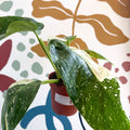 Philodendron ‘Jose Buono’ – Variegated Giant Leaf Philodendron - Sprouts of Bristol