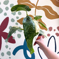 Philodendron ‘Jose Buono’ – Variegated Giant Leaf Philodendron - Sprouts of Bristol