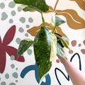 Philodendron ‘Jose Buono’ – Variegated Giant Leaf Philodendron - Sprouts of Bristol