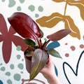Philodendron 'McColley's Finale' - Sunset Philodendron - Sprouts of Bristol