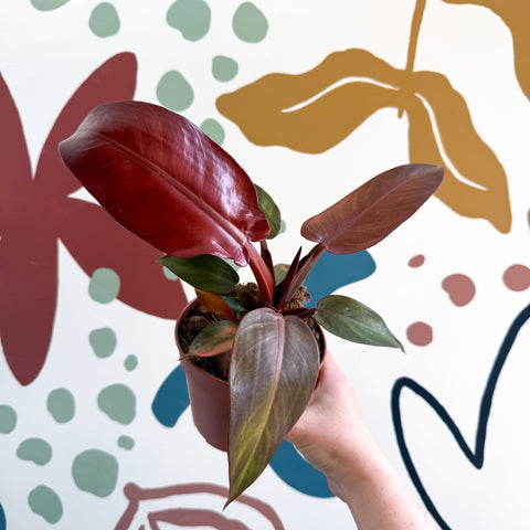 Philodendron 'McColley's Finale' - Sunset Philodendron - Sprouts of Bristol