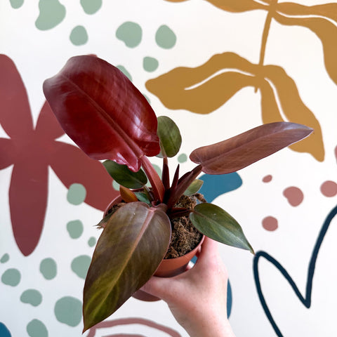 Philodendron 'McColley's Finale' - Sunset Philodendron - Sprouts of Bristol