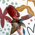 Philodendron 'McColley's Finale' - Sunset Philodendron - Sprouts of Bristol