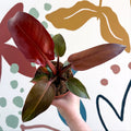 Philodendron 'McColley's Finale' - Sunset Philodendron - Sprouts of Bristol