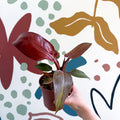 Philodendron 'McColley's Finale' - Sunset Philodendron - Sprouts of Bristol