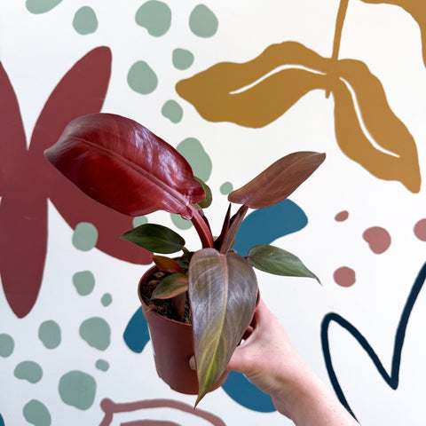 Philodendron 'McColley's Finale' - Sunset Philodendron - Sprouts of Bristol