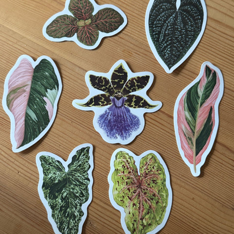 Philodendron ‘Pink Princess’ Tropical Houseplant Vinyl Sticker [Beneath the Canopy RHS Collab] - Sprouts of Bristol
