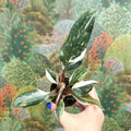 Philodendron 'Red Anderson' - Sprouts of Bristol