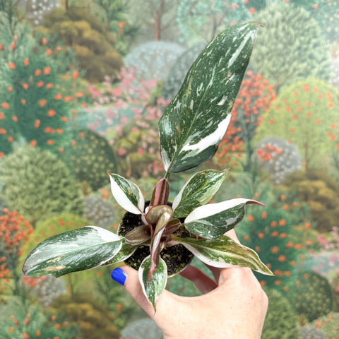 Philodendron 'Red Anderson' - Sprouts of Bristol
