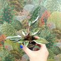 Philodendron 'Red Anderson' - Sprouts of Bristol