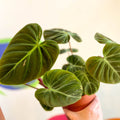 Philodendron rubrijuvenile 'El Choco Red ' - Sprouts of Bristol
