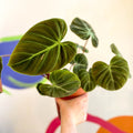 Philodendron rubrijuvenile 'El Choco Red ' - Sprouts of Bristol