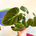Philodendron rubrijuvenile 'El Choco Red ' - Sprouts of Bristol
