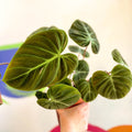 Philodendron rubrijuvenile 'El Choco Red ' - Sprouts of Bristol