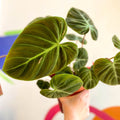 Philodendron rubrijuvenile 'El Choco Red ' - Sprouts of Bristol