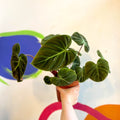 Philodendron rubrijuvenile 'El Choco Red ' - Sprouts of Bristol