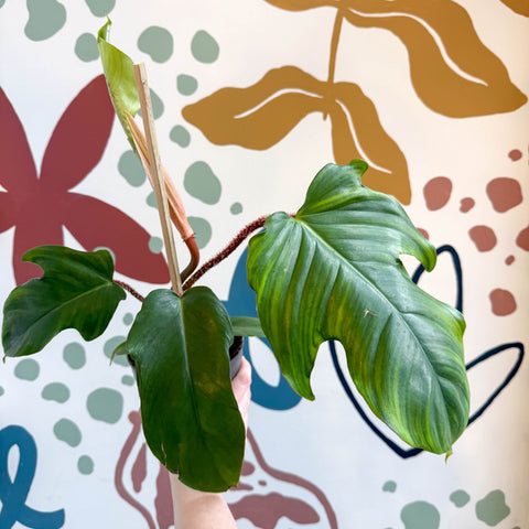 Philodendron squamiferum - Sprouts of Bristol