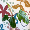 Philodendron squamiferum - Sprouts of Bristol