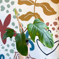 Philodendron squamiferum - Sprouts of Bristol