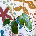 Philodendron squamiferum - Sprouts of Bristol