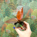 Philodendron 'Sun Red' - Sprouts of Bristol