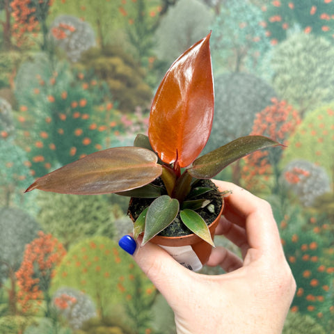 Philodendron 'Sun Red' - Sprouts of Bristol