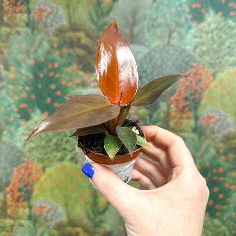 Philodendron 'Sun Red' - Sprouts of Bristol