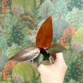 Philodendron 'Sun Red' - Sprouts of Bristol