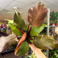 Philodendron ‘Sunlight’ - Sprouts of Bristol