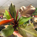Philodendron ‘Sunlight’ - Sprouts of Bristol