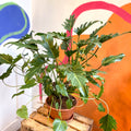 Philodendron xanadu - Sprouts of Bristol