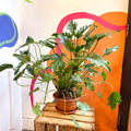 Philodendron xanadu - Sprouts of Bristol