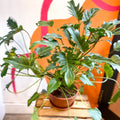 Philodendron xanadu - Sprouts of Bristol