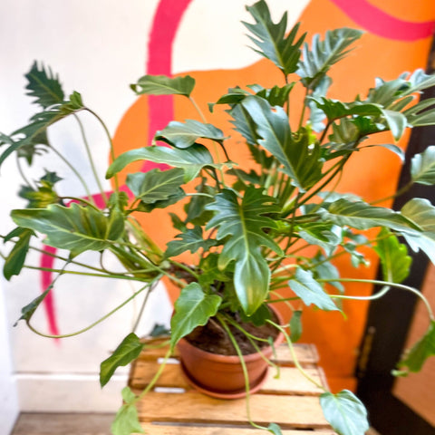 Philodendron xanadu - Sprouts of Bristol