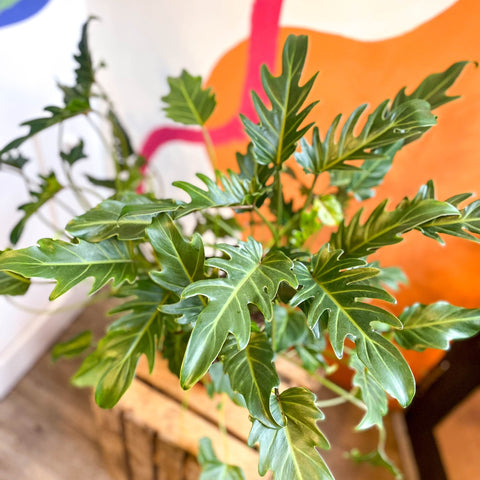 Philodendron xanadu - Sprouts of Bristol