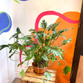 Philodendron xanadu - Sprouts of Bristol
